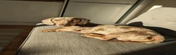Miniature Dachshund dogs for sale: GUCCI in Wolverhampton - Advert 14