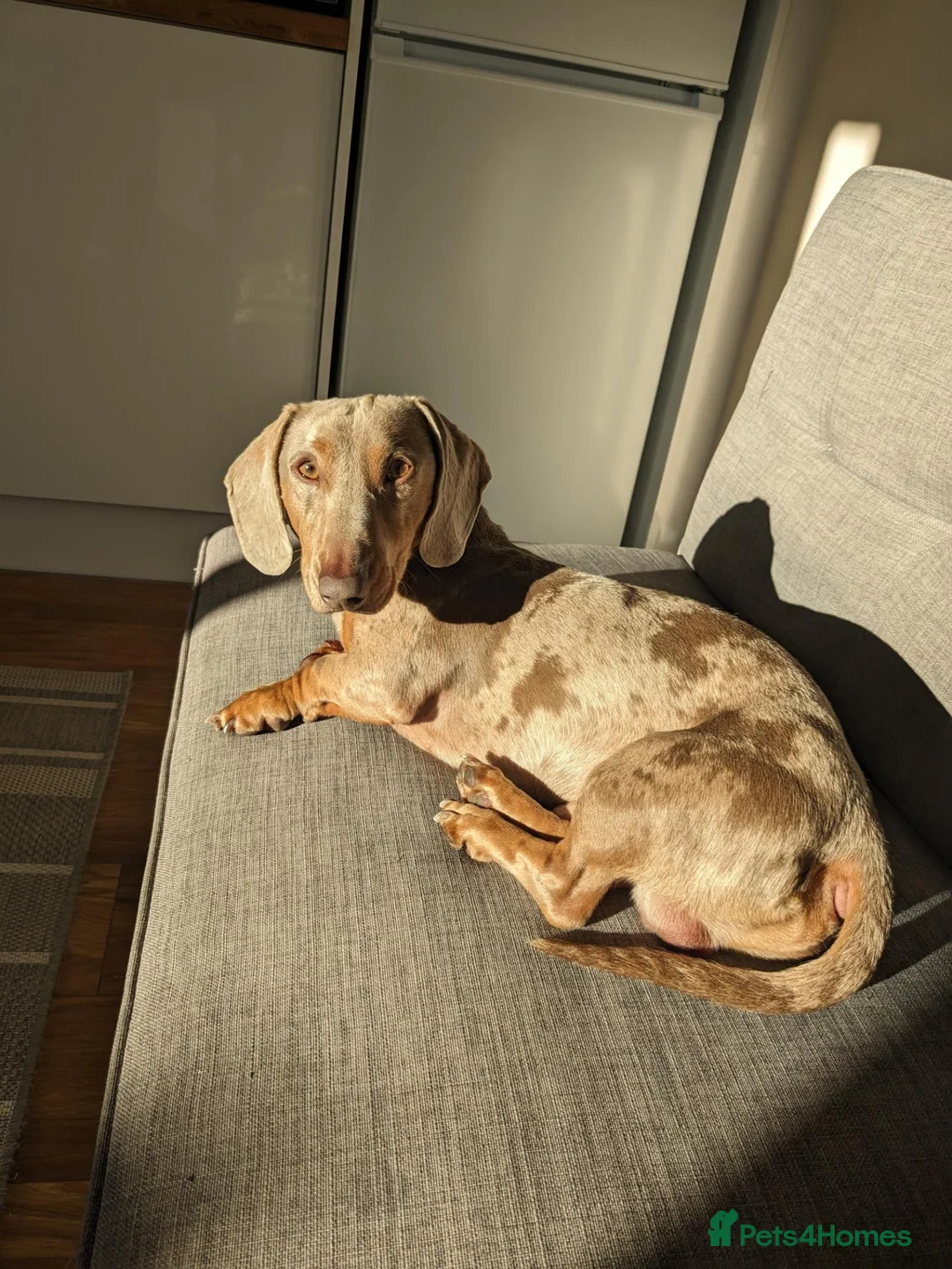 Miniature Dachshund dogs for sale: GUCCI in Wolverhampton - Advert 14