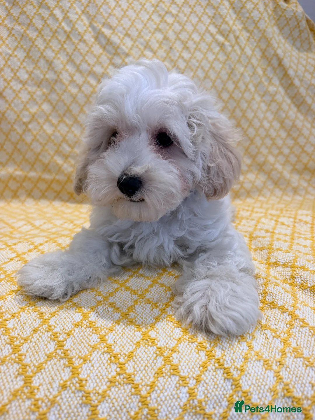 Maltipoo dogs for sale: Beautiful heath tested f1 Malitpoo babies  - Advert 2
