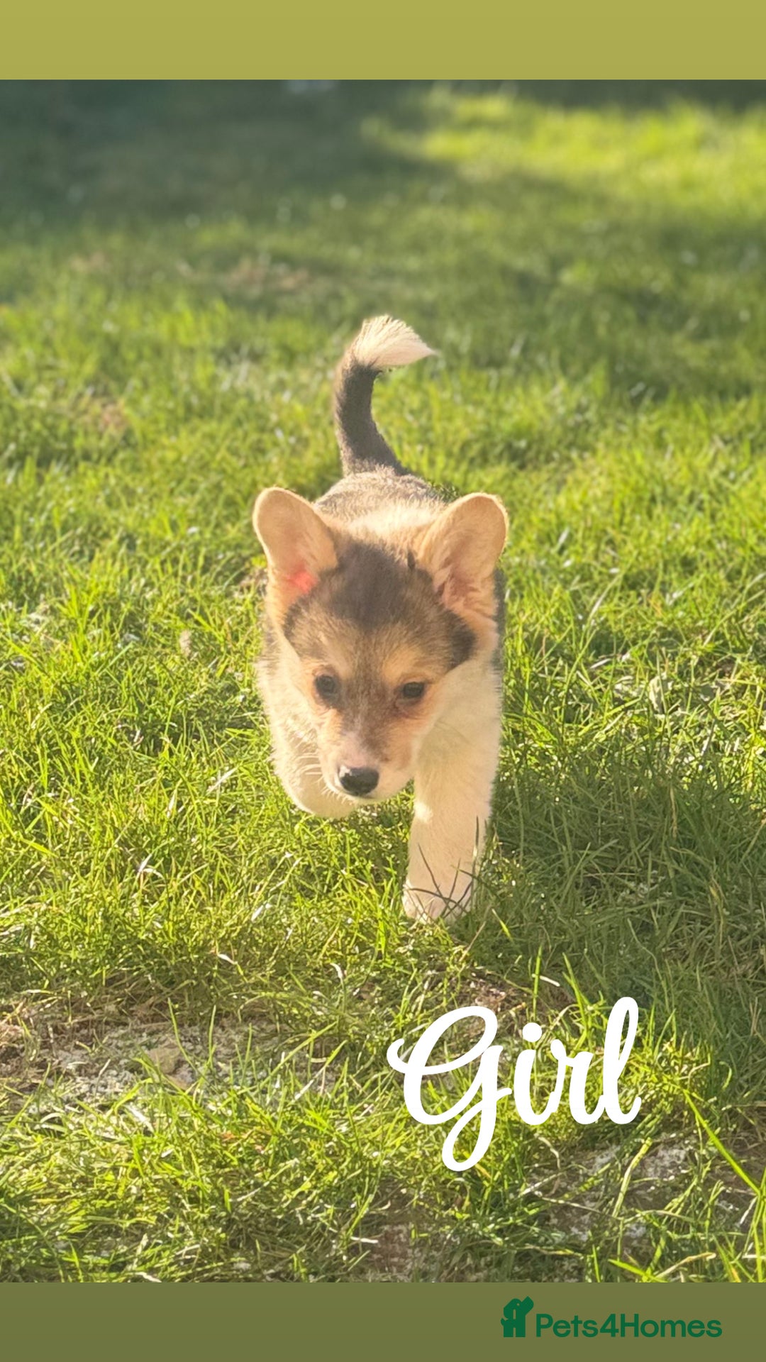 Welsh Corgi Pembroke dogs for sale: Beautiful Welsh Pembroke corgis - Advert 9