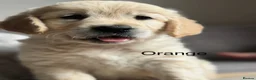 Golden Retriever dogs for sale: Health tested, KC reg Golden retriever puppies - Advert 4