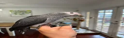 Parrots birds for sale: African grey parrots for sale  in Leeds - Advert 3