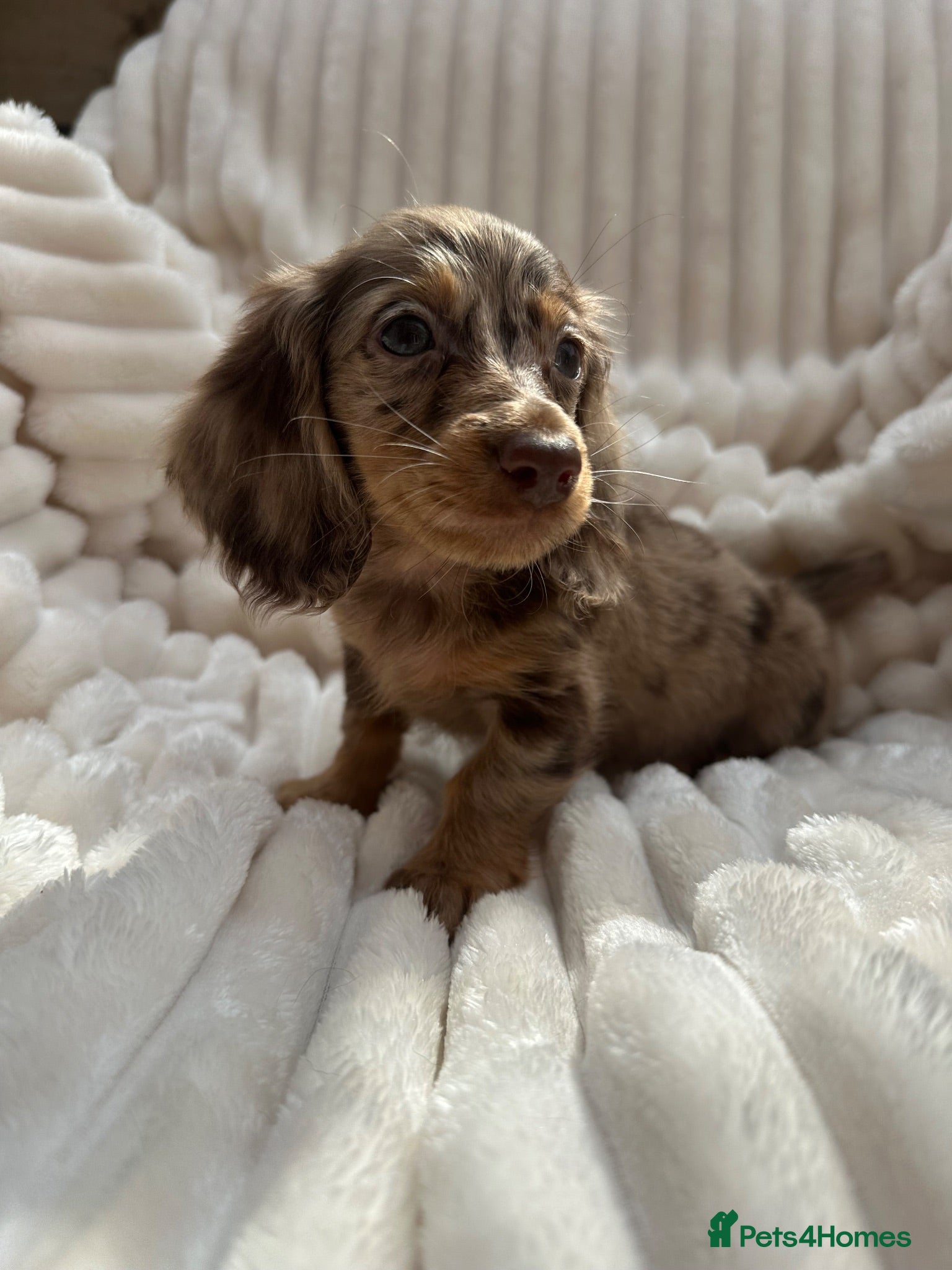 Miniature Dachshund dogs Fabulous Litter of Long haired dachshund puppies  - Advert 1