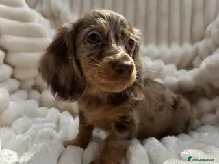 Miniature Dachshund dogs Fabulous Litter of Long haired dachshund puppies - Advert 1