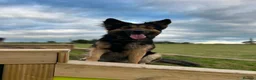 Shepsky dogs for sale: 2 Females left in Prestonpans - Advert 1