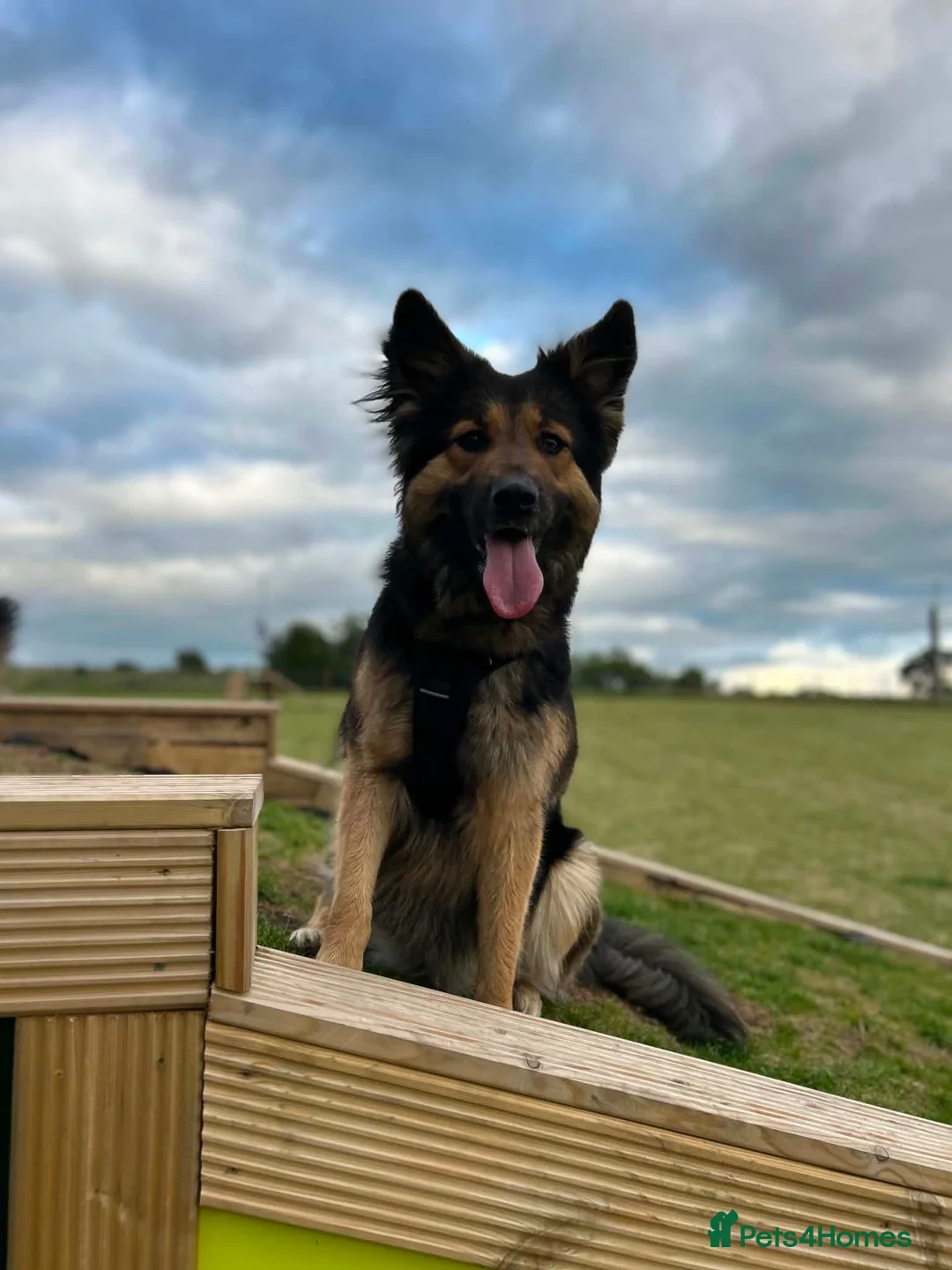 Shepsky dogs for sale: 2 Females left in Prestonpans - Advert 1