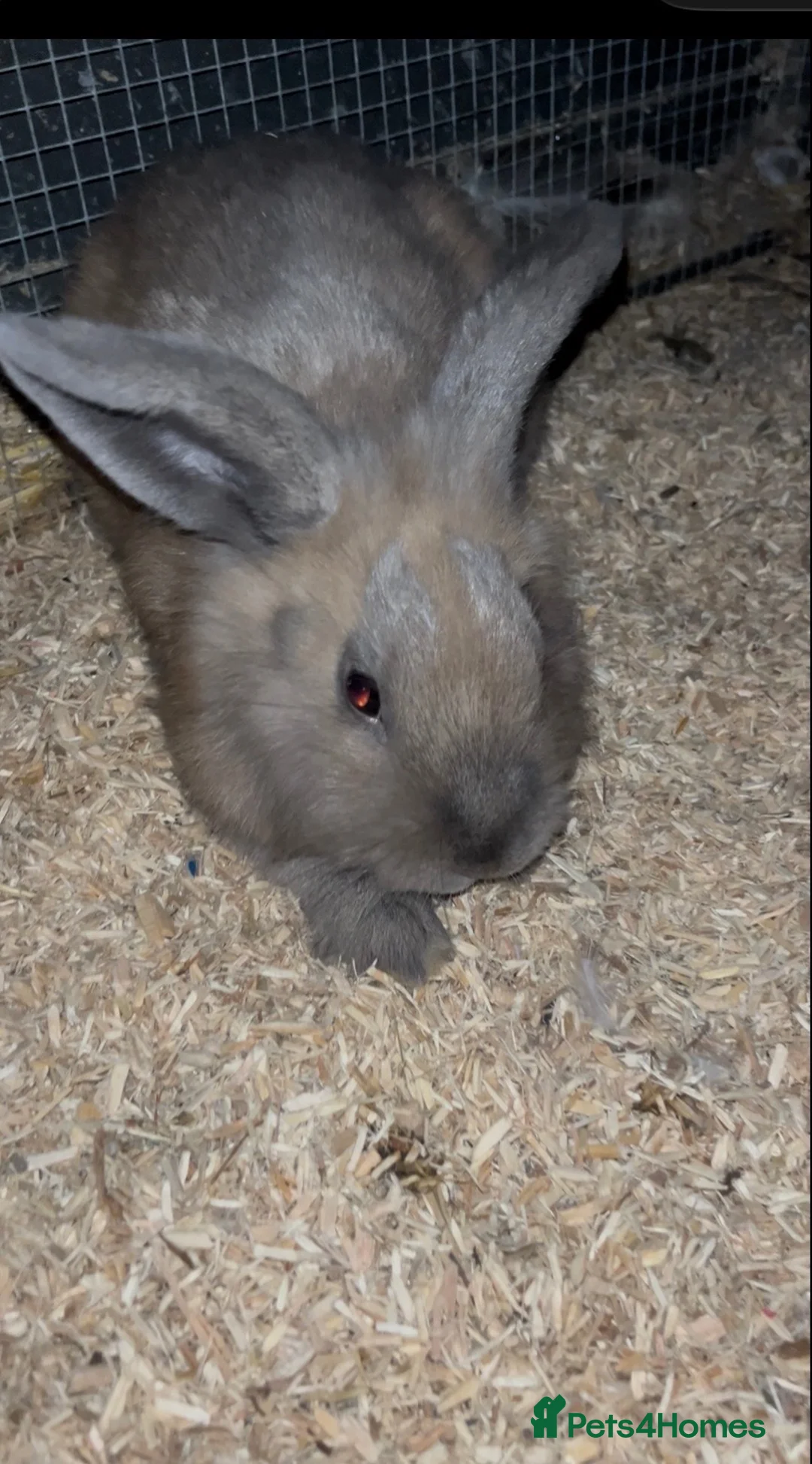 Mixed Breed rabbits for sale: Male lionlop cross - Advert 4