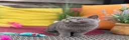 British Shorthair cats for sale: British Shorthairs**READY NOW** - Advert 27