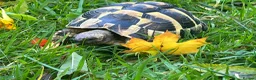 Hermann Tortoise reptiles for sale: 6 year old female Hermann tortoise  in Aberdeen - Advert 2