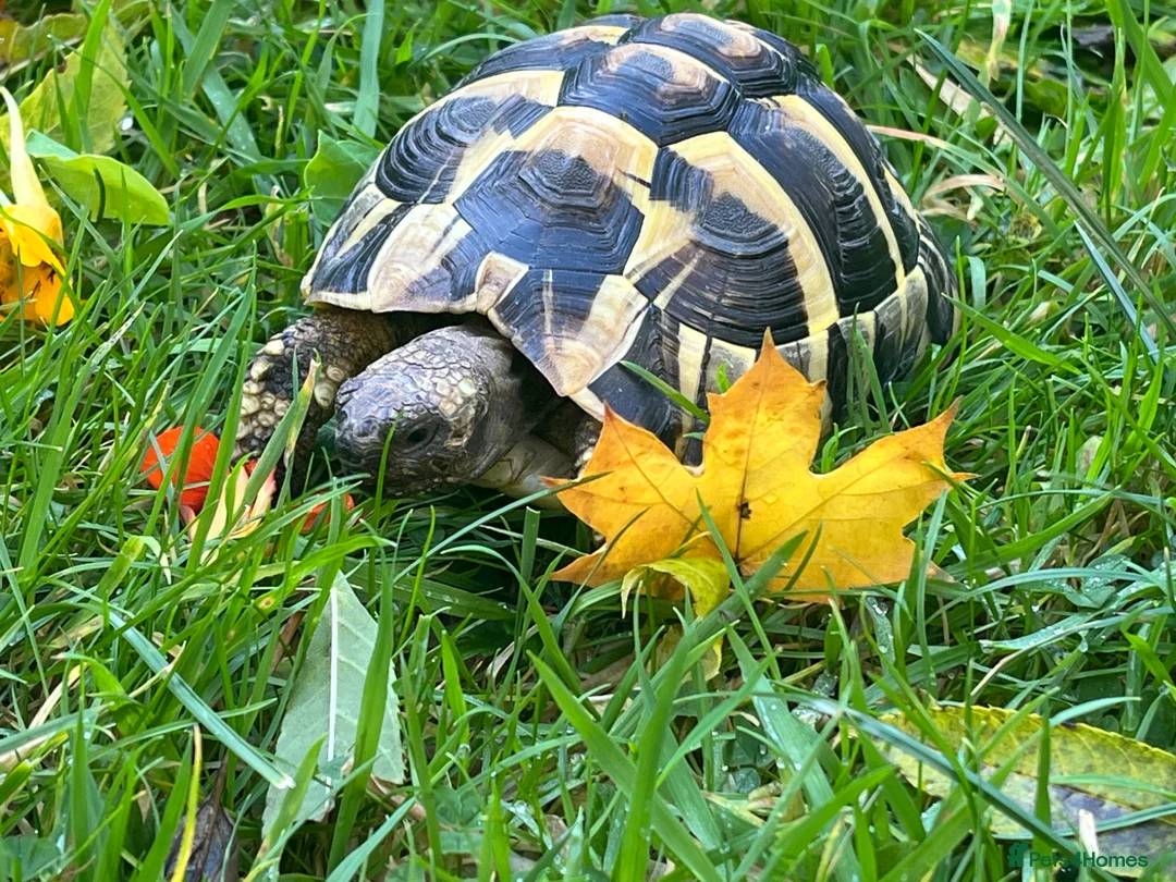 Hermann Tortoise reptiles for sale: 6 year old female Hermann tortoise  in Aberdeen - Advert 2