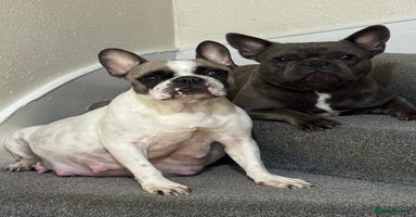 French Bulldog dogs French puppies  - Advert 10