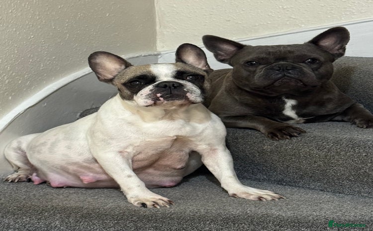 French Bulldog dogs French puppies  - Advert 8