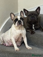 French Bulldog dogs French puppies - Advert 7