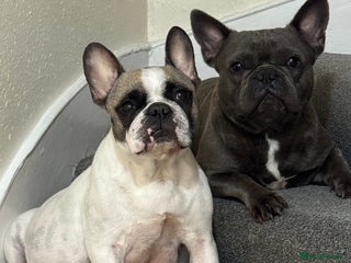 French Bulldog dogs French puppies - Advert 11