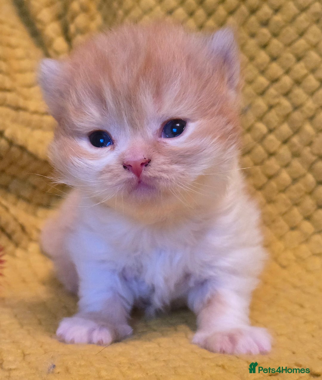 British Shorthair cats for sale: TICA registered British shorthair kittens - Advert 2