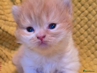 British Shorthair cats TICA registered British shorthair kittens - Advert 16