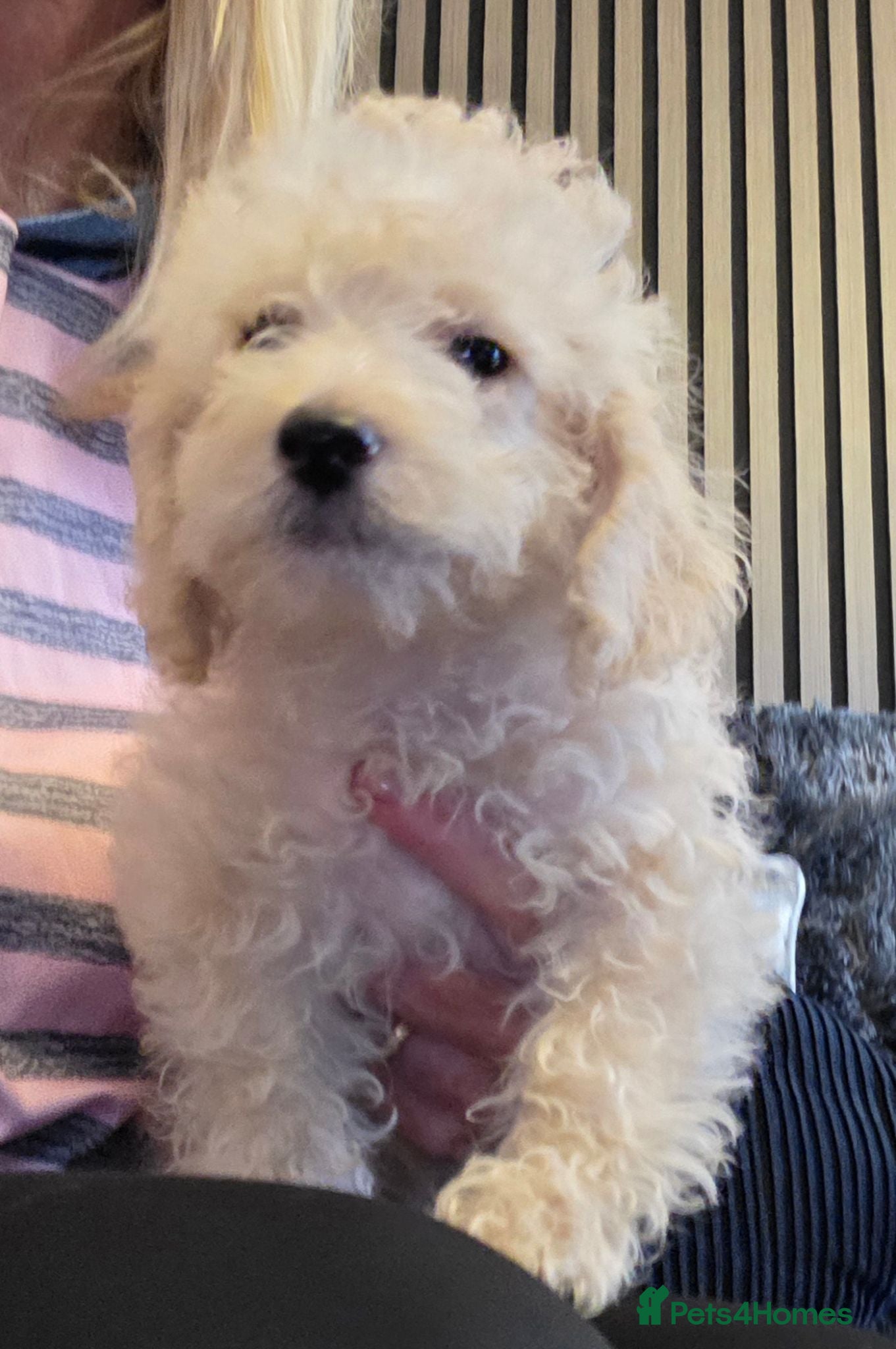 Jackapoo dogs Toy poodle 3/4 puppies  - Advert 1