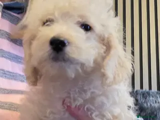 Jackapoo dogs Toy poodle 3/4 puppies - Advert 5
