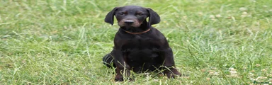 Mixed Breed 7