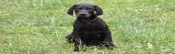 Mixed Breed dogs for sale: STUNNING VISZLSMANS - Advert 6