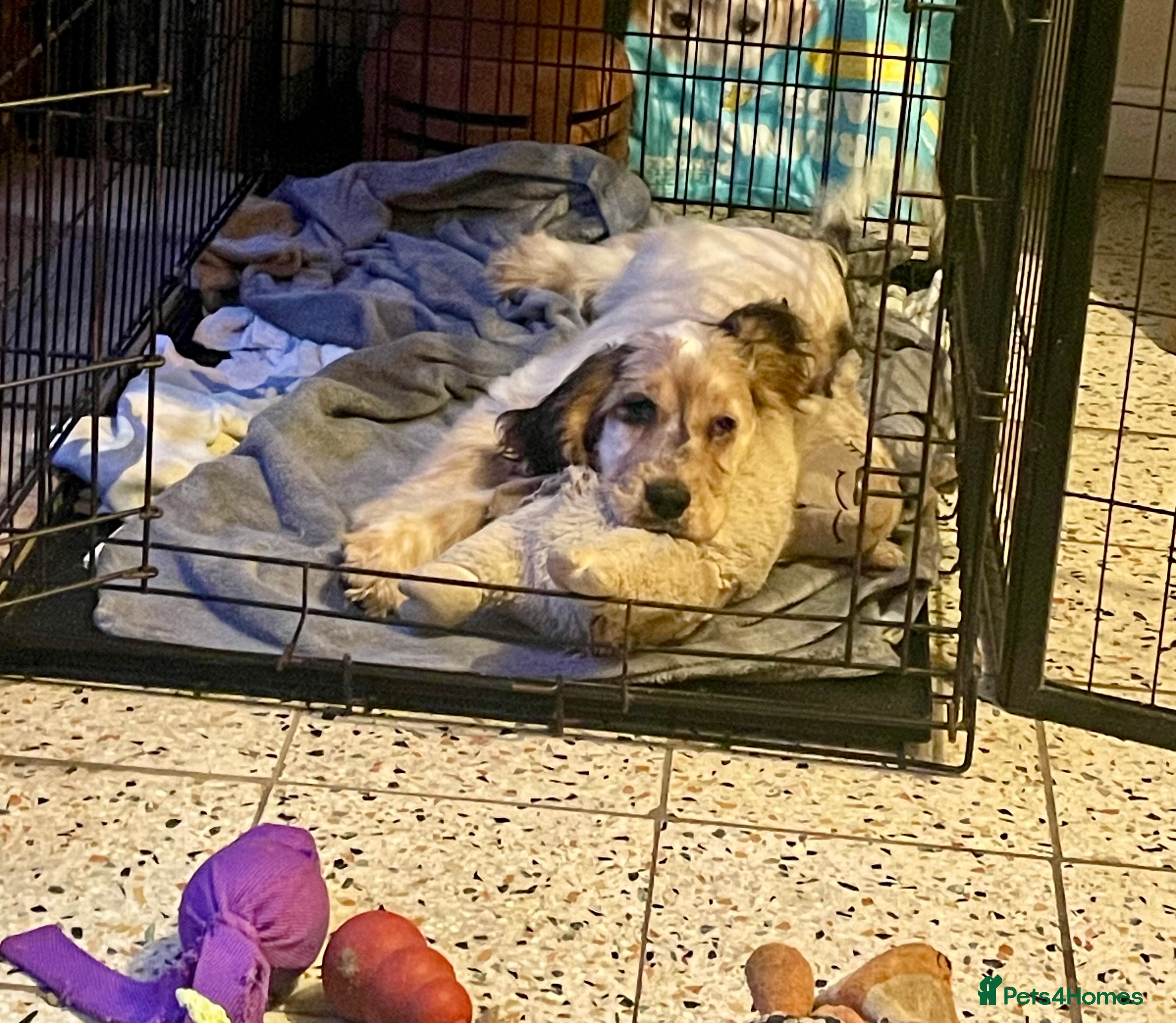 Cocker Spaniel dogs Gorgeous boy remaining - he needs you! - Advert 7