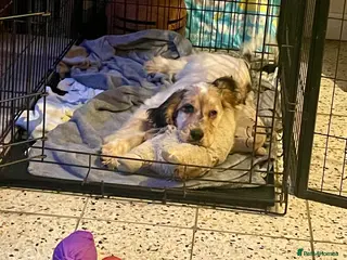 Cocker Spaniel dogs Gorgeous boy remaining - he needs you! - Advert 7