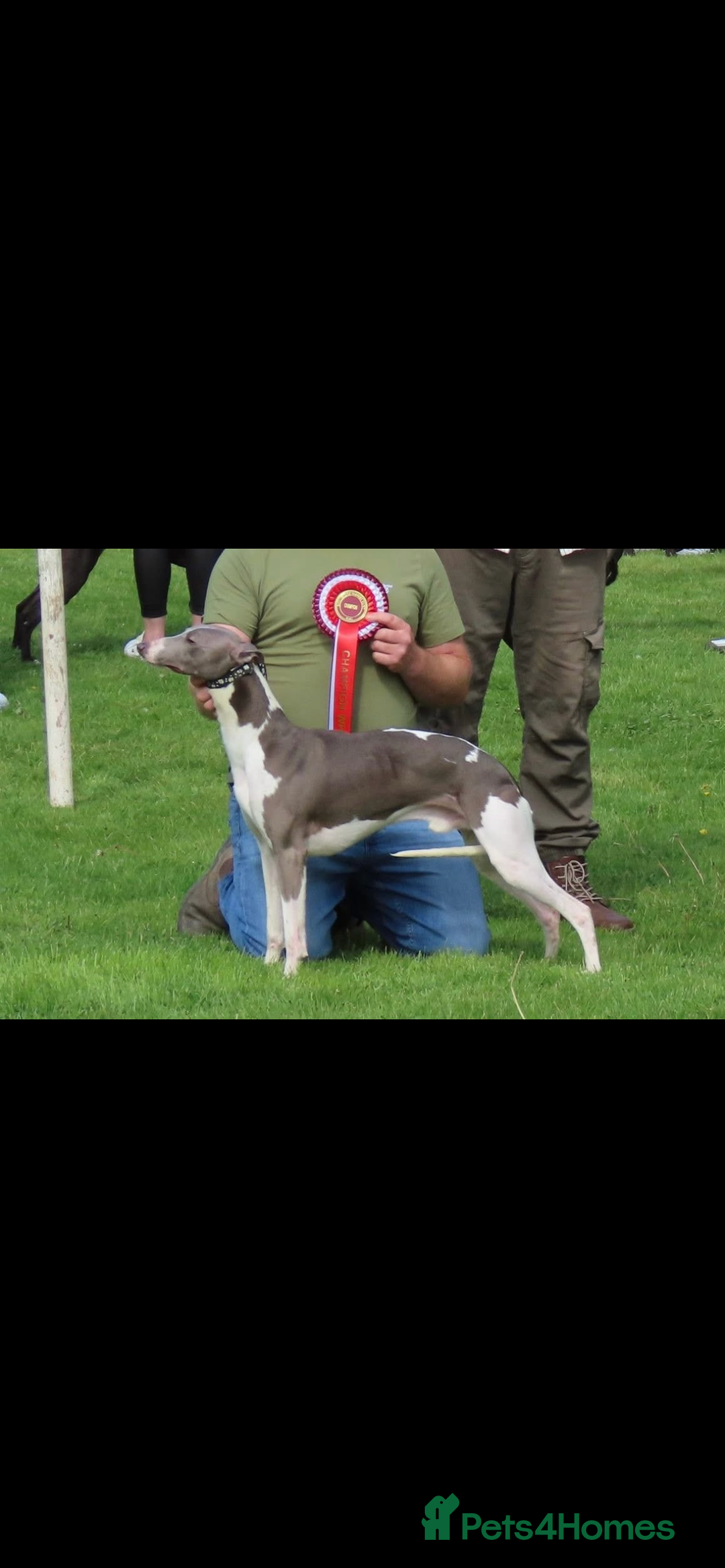 Whippet dogs for sale: Top quality whippet girl pups  - Advert 4