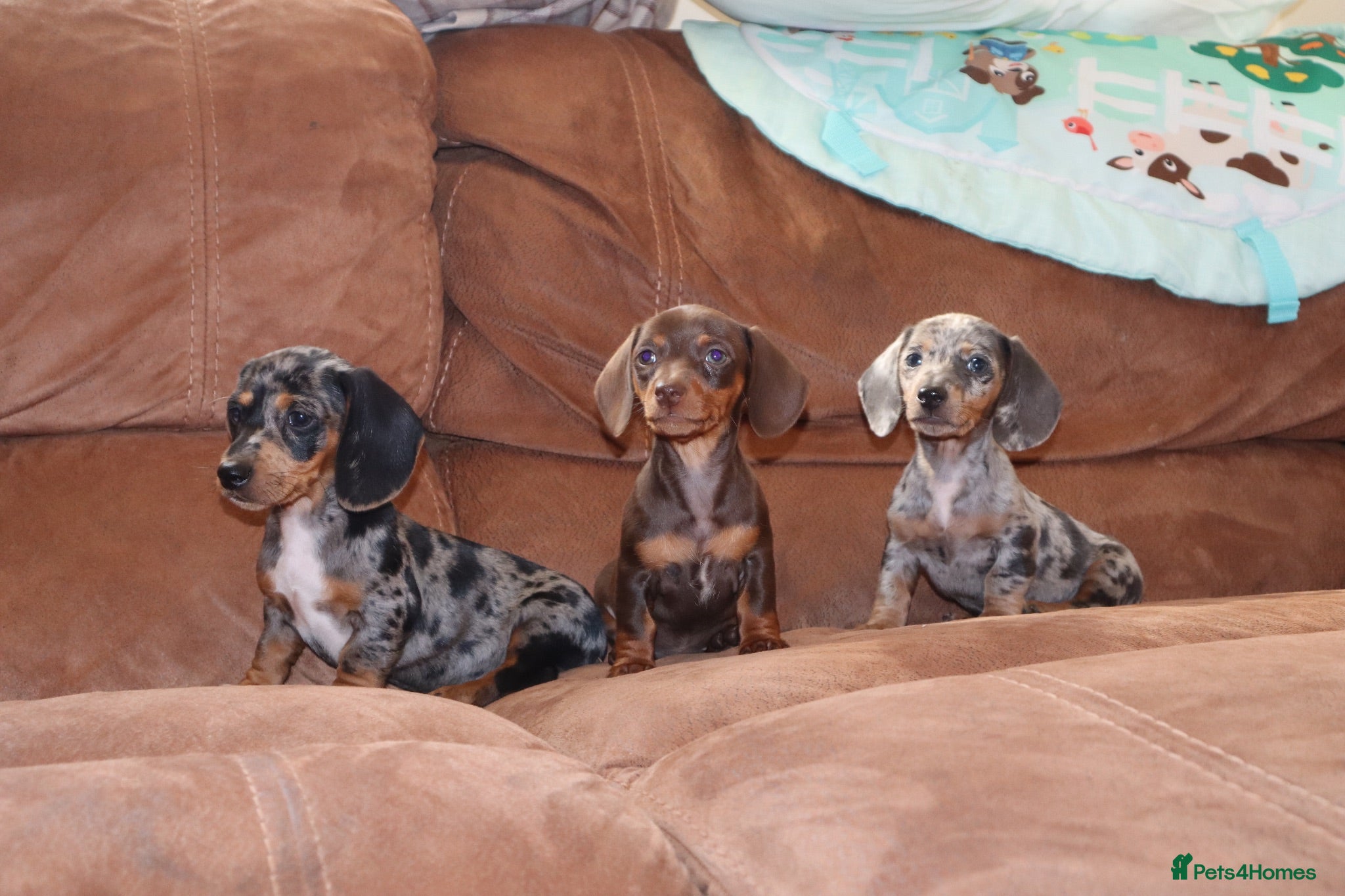 Miniature Dachshund dogs Miniature dachshunds puppies - Advert 1