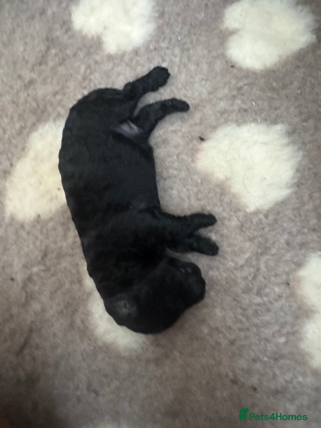 Mixed Breed dogs for sale: Beautiful Cockapoo puppies  - Image 8