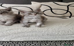 Maine Coon cats for sale: Beautiful GCCF Mainecoon kittens  - Image 12