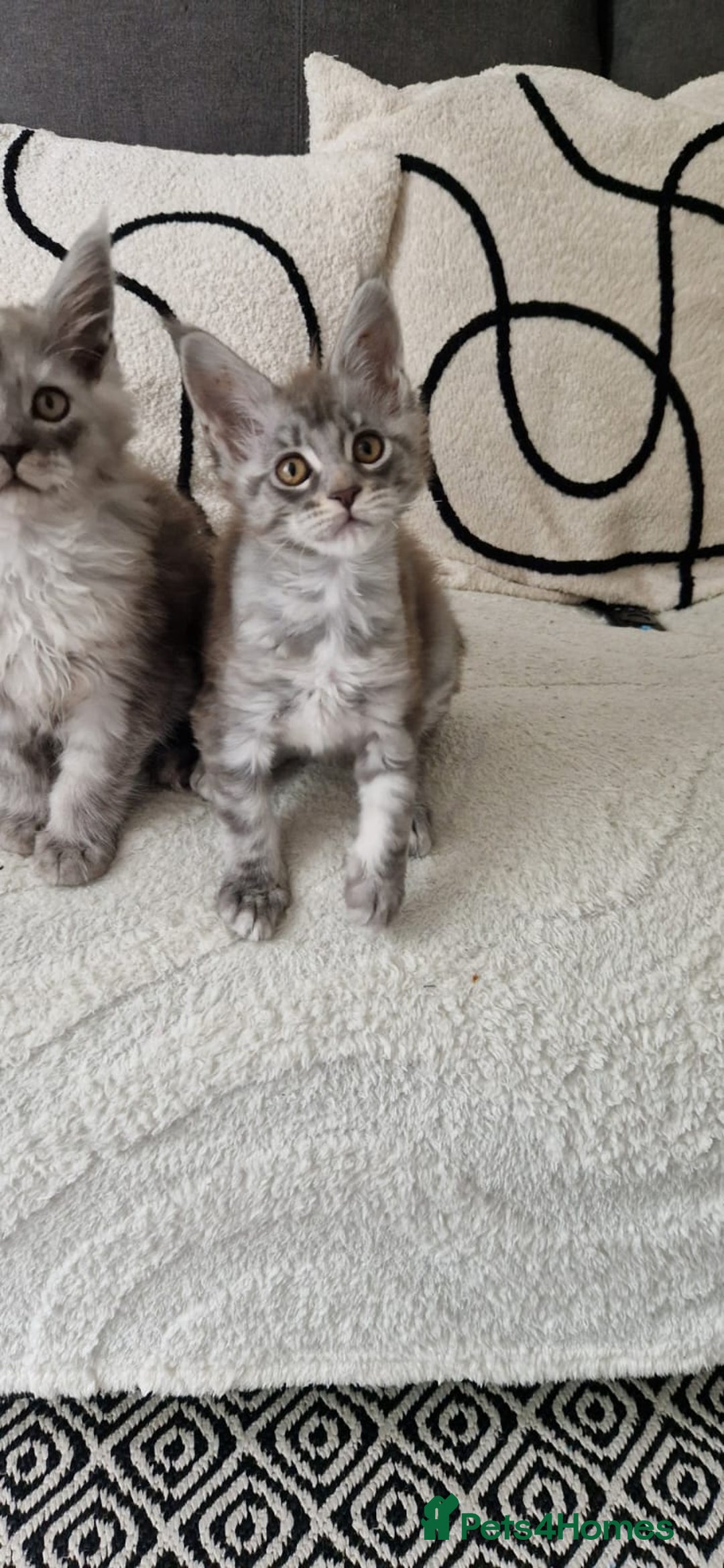 Maine Coon cats for sale: Beautiful GCCF Mainecoon kittens  - Image 12