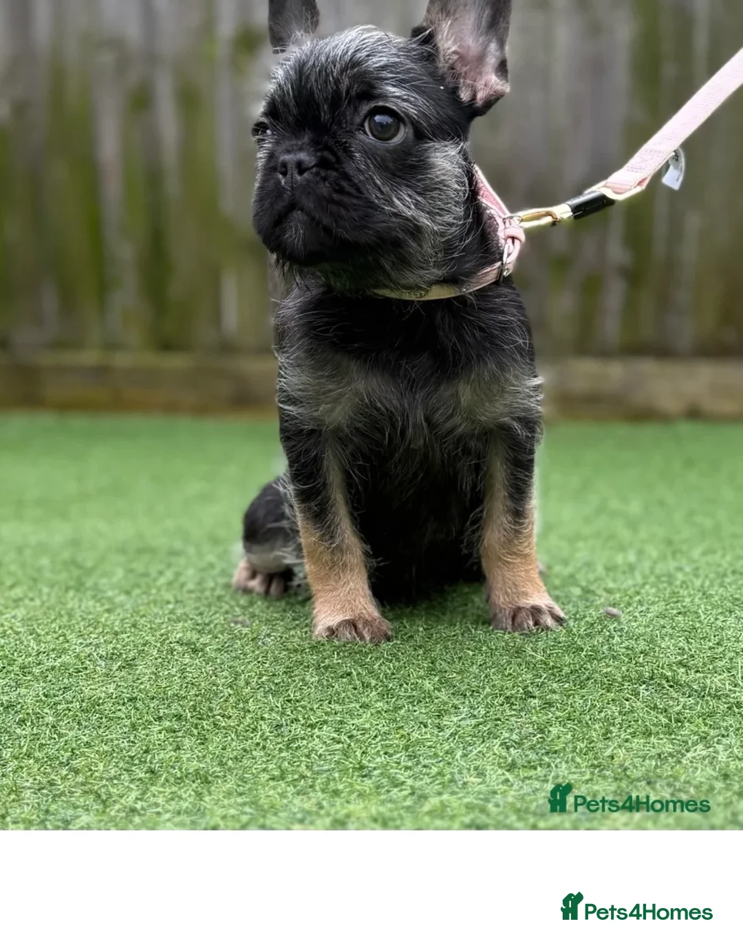 French Bulldog dogs for sale: Beautiful French Bulldog Puppy  - Advert 1
