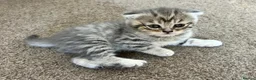 Scottish Fold cats for sale: PUREBRED Scottish fold kittens  - Advert 26