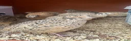 Quail poultry for sale: Female Japanese coturnix quail laying hens - Advert 1