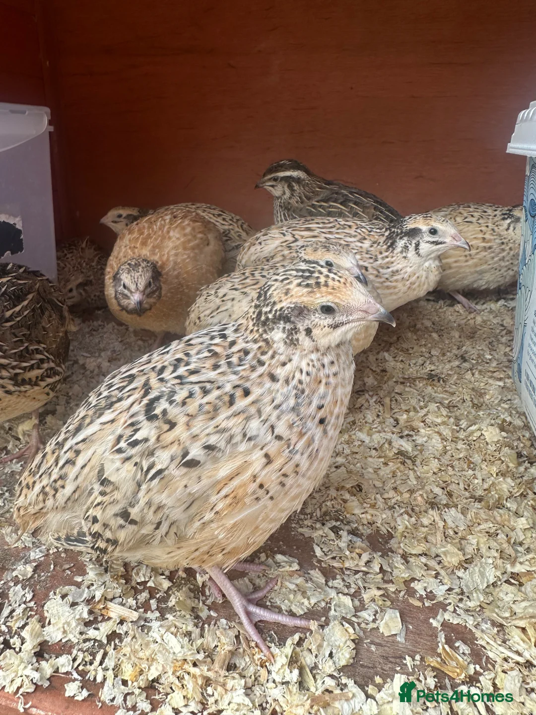 Quail poultry for sale: Female Japanese coturnix quail laying hens - Advert 1