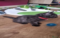 Persian cats for sale: A loveable Persian kitten - Image 3