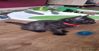 Persian cats - Advert 4