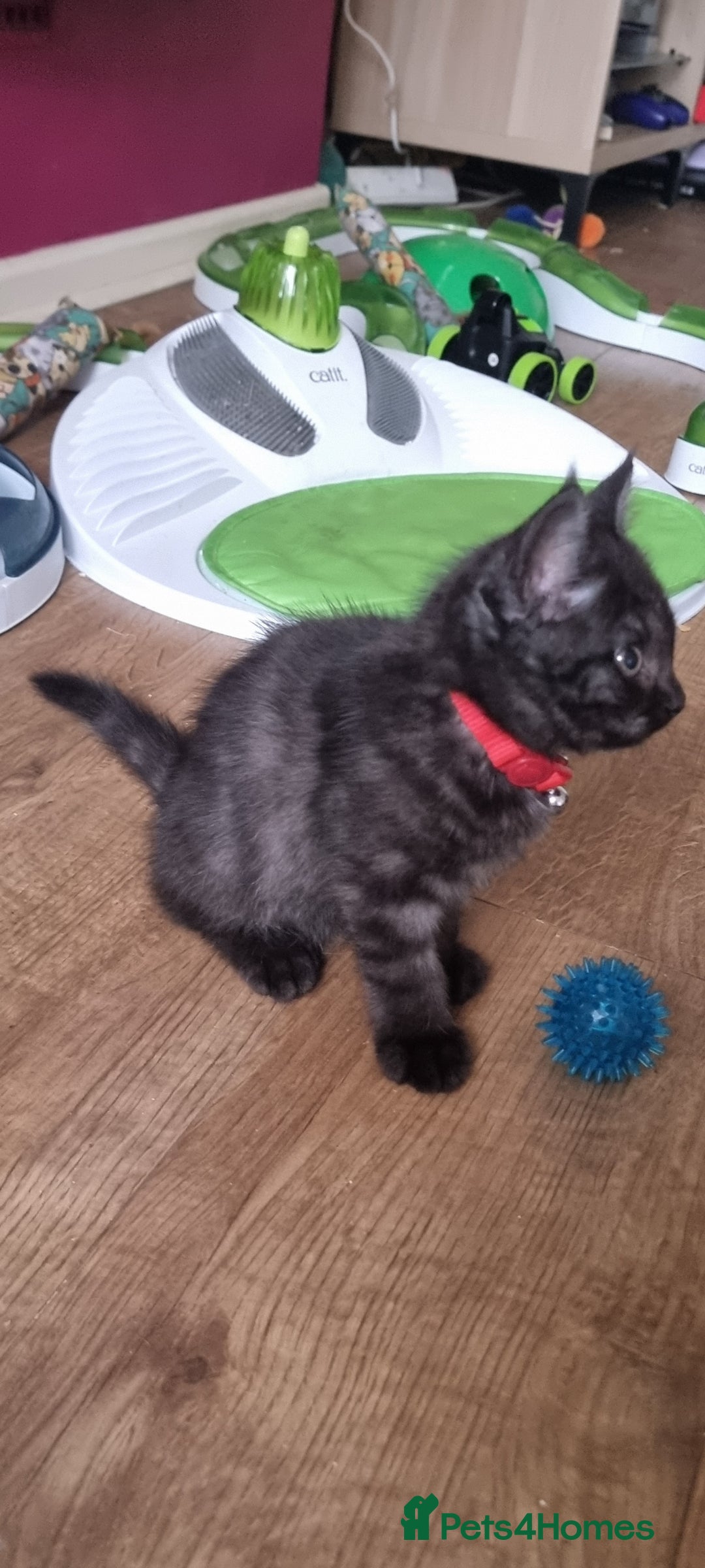 Persian cats for sale: A loveable Persian kitten - Image 3