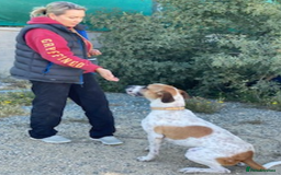 Pointer dogs for adoption: Jeffrey - gentle giant seeks forever cuddles! - Image 6