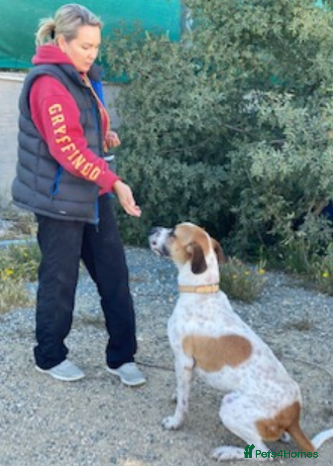 Pointer dogs for adoption: Jeffrey - gentle giant seeks forever cuddles! - Image 6