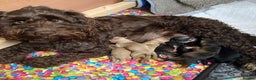 Cockapoo dogs for stud: Red Sable - Carrys Tan/Phantom, Parti & Chocolate in Eastleigh - Advert 3