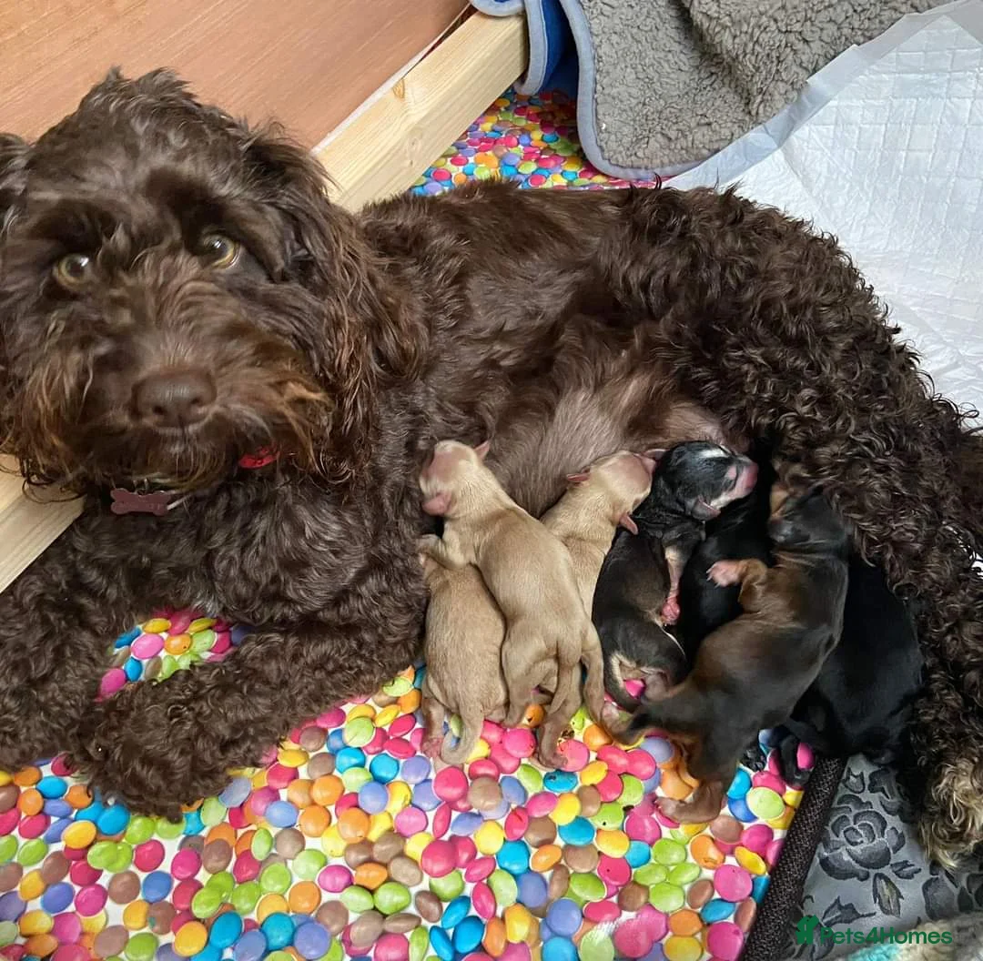 Cockapoo dogs for stud: Red Sable - Carrys Tan/Phantom, Parti & Chocolate in Eastleigh - Advert 3