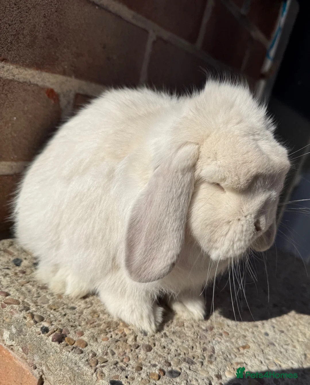 Mini Lop rabbits for sale: Exceptional Top Quality Pure Bred Mini Lops - Advert 9