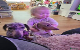 Miniature Dachshund dogs for sale: 2 miniature dachshunds must stay together - Image 3