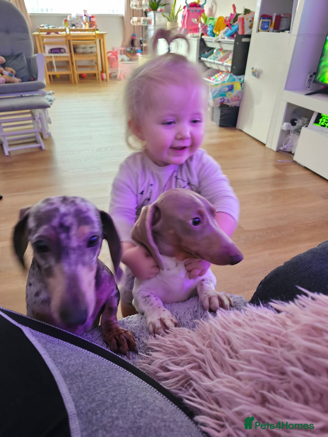 Miniature Dachshund dogs for sale: 2 miniature dachshunds must stay together - Image 3