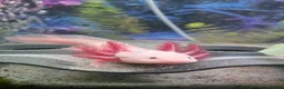 Axolotl reptiles for sale: Axanthic axolotl - Advert 9