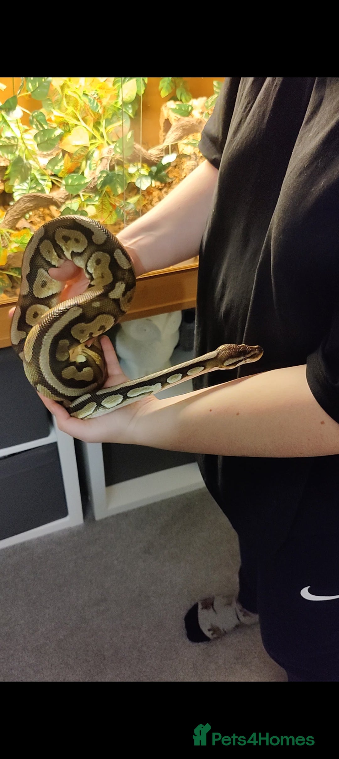 Python Snake reptiles for sale: Royal Python - Mixed morphs available - Advert 9