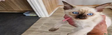 Siamese 6