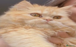 Persian cats for sale: Persian  gorgeous kitten(1 girl) in London - Image 1