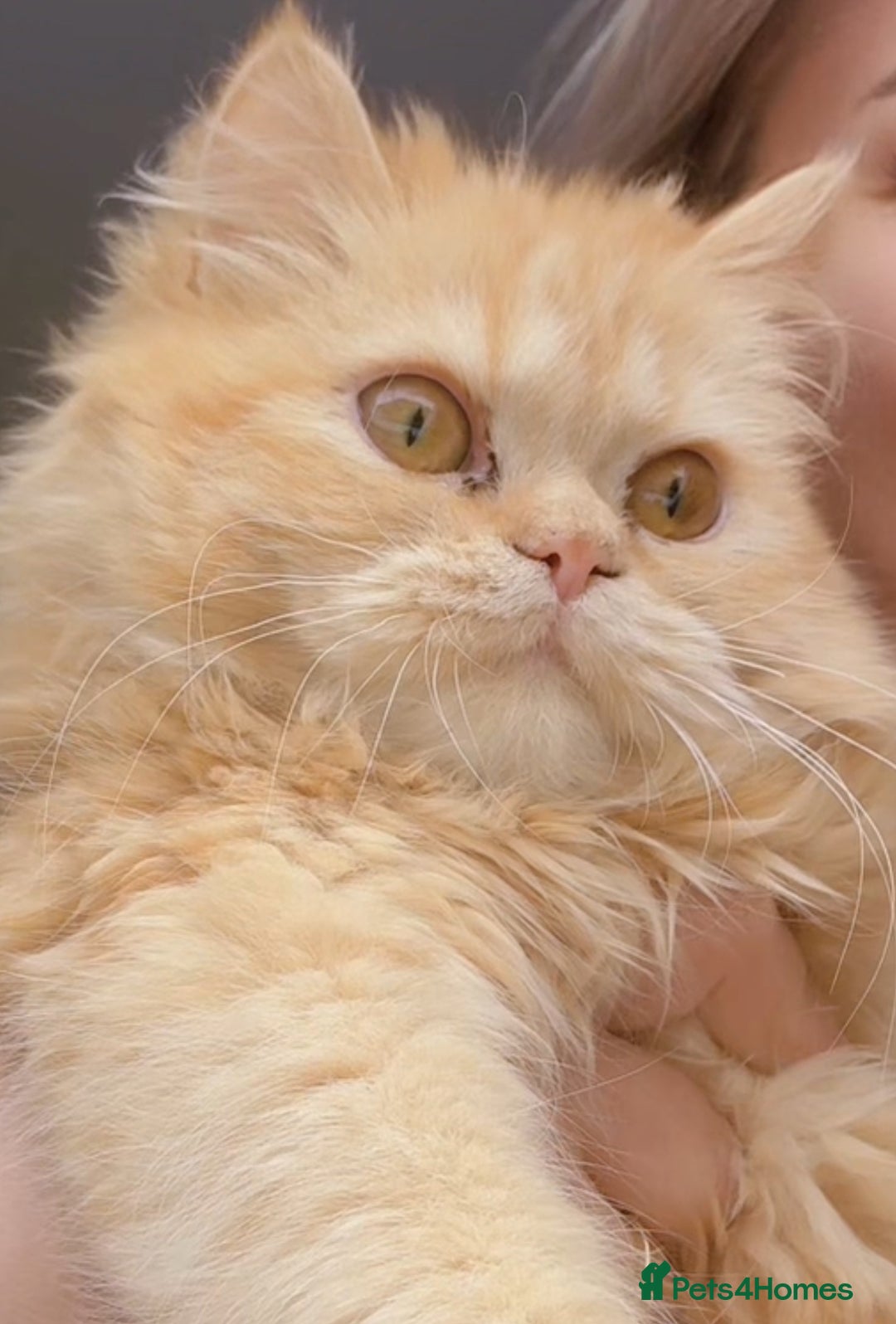 Persian cats for sale: Persian  gorgeous kitten(1 girl) in London - Image 1
